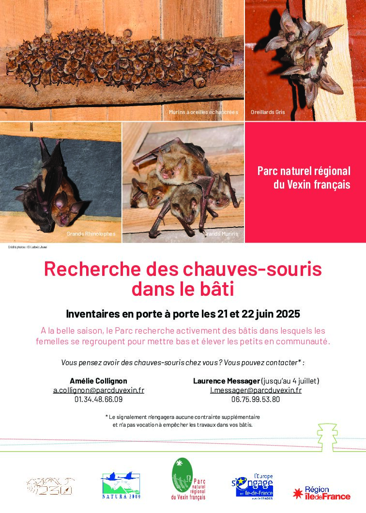 Chauves-souris